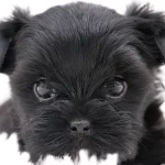 Four Week Old All Black Yorkshire Terrier Puppy This is a photograph of an all-black Yorkshire Terrier puppy with very dark almost black eyes sparkling in the light. The ears are held up but not yet pricked upright. The gaze of the puppy is very intense