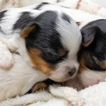 Colour Me In Razzmatazs & Rosalie Biewer Terrier Puppies