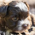 Chocolate and white Yorkshire Terrier Puppy This is a photograph of a chocolate Yorkshire Terrier puppy in a fluffy basket. It has a white blaze running from between the ears down the nose onto the muzzle. The puppy is staring at something it has seen. The eyes are hazel brown large and alert. The puppy has a cute chocolate nose