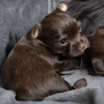 Chocolate Yorkshire Terrier Puppy tiny chocolate yorkshire terrier puppy