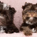 left Chocolate and white right chocolate and tan yorkie pups chocolate yorkshire terrier puppies