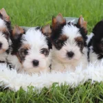 Biewer Terrier Bon Hiladel Jasmin & her siblings in Belarus