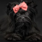 Colour Me In Onyx Black Gem All-Black Yorkshire Terrier