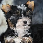 Colour me In Vinca Heart Of Class