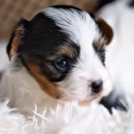 Colour Me In Rosalie