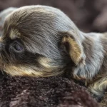 Chocolate Yorkshire Terrier Puppies