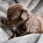 Chocolate Yorkshire Terrier Puppies