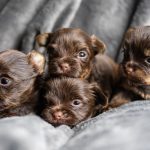 Madonna's Chocolate Yorkshire Terrier Puppies