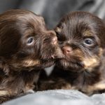 Chocolate Yorkshire Terrier Puppies