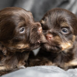 Chocolate Yorkshire Terrier Puppies