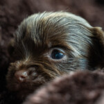 Chocolate Yorkshire Terrier Puppies
