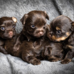 Chocolate Yorkshire Terrier Puppies