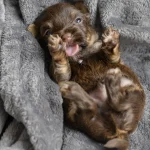 Chocolate Yorkshire Terrier Puppies
