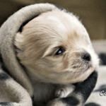 Golddust Yorkshire Terrier Puppy Colour Me In Cisco