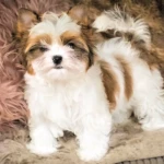 White Ocean Pearl Parti Colourful Yorkshire Terrier